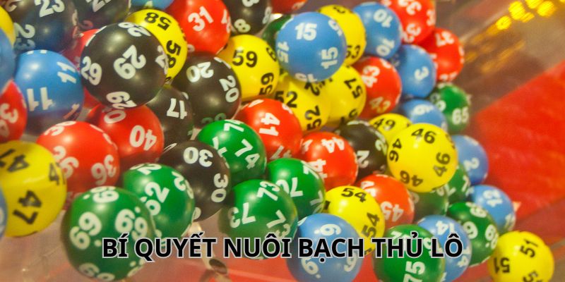 Bật mí bí quyết nuôi bạch thủ lô cực chuẩn xác