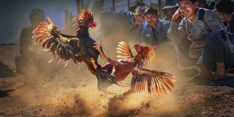Bí kíp cá cược đá gà Thomo đỉnh của chóp