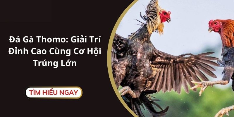 Chia sẻ tips chọn chiến kê thắng thưởng bạc tỷ cho bạn mới