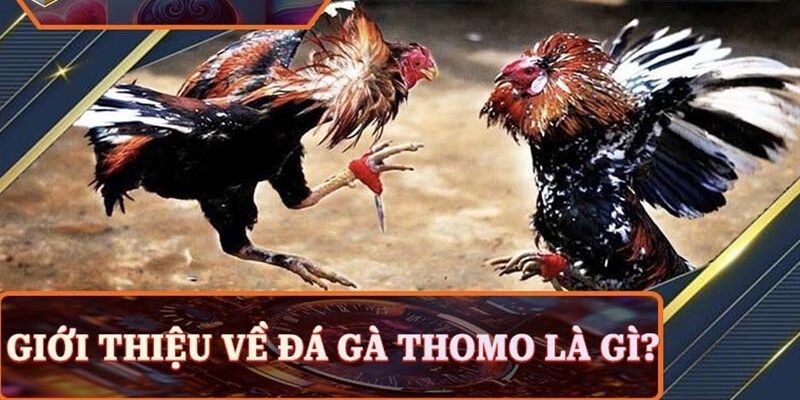 Sơ lược về hình thức đá gà online tại Loto188