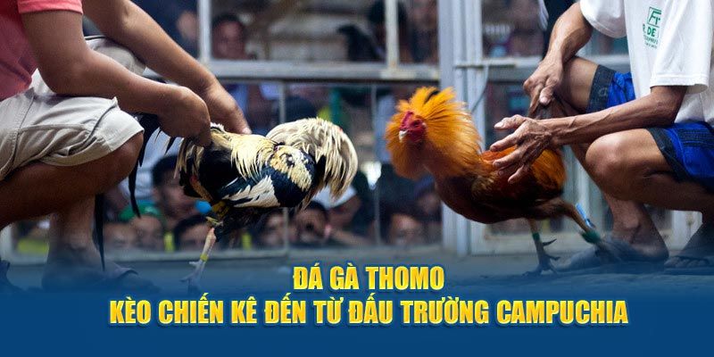 Đá Gà Online Loto188 - Cá Cược Cực Hot Cùng Các Chiến Kê