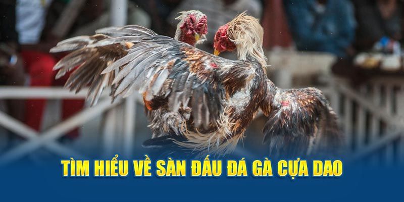 Đá Gà Cựa Dao - Trải Nghiệm Những Trận Đấu Máu Lửa Nhất