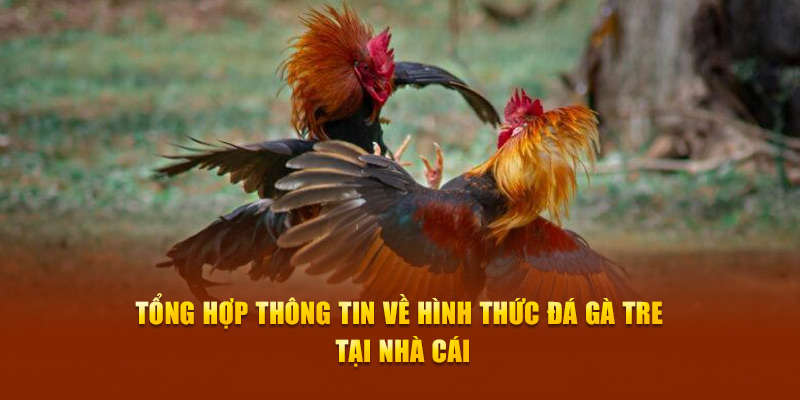 Cách tham gia cá cược đá gà tre Loto188