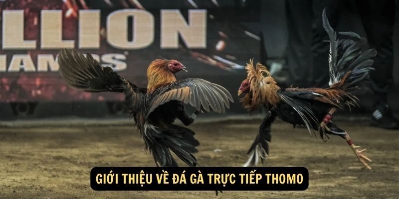 Điểm nhanh các hình thức đá gà online cực hot hiện nay