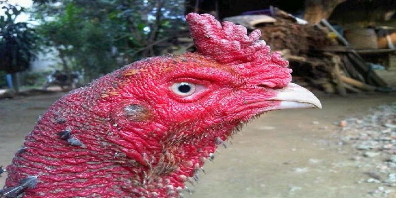 Mắt gà chọi phản ánh tình trạng sức khoẻ của gà