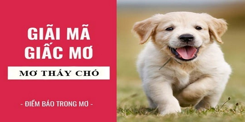 Nằm mơ thấy chó đánh con gì và thông điệp được truyền tải