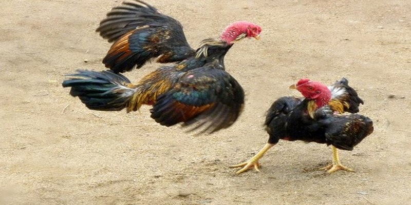 Vảy gà ngũ quý có đặc điểm gì?