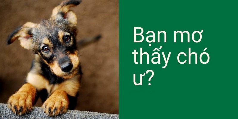 Giải mã ý nghĩa quan trọng trong giấc mơ thấy chó