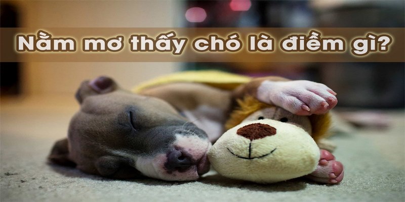 Mơ Thấy Chó Đánh Con Gì? Loto188 Bật Mí Thông Điệp Và Số Đẹp