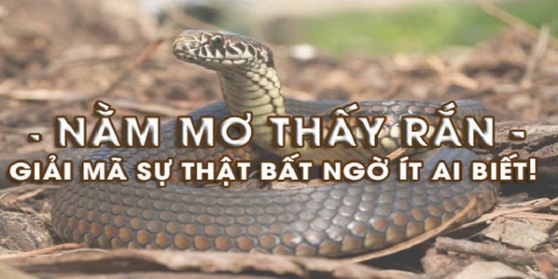 Khám phá ý nghĩa của giấc mơ thấy rắn