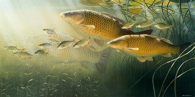 Giải mã giấc mơ thấy cá chép đánh con gì đẹp