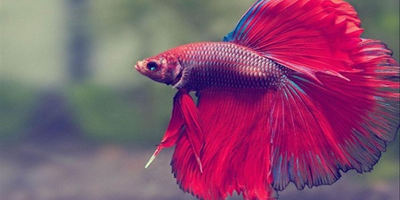 Giải mã giấc mơ thấy cá chép và điềm báo